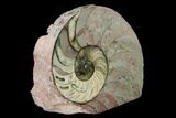 Cut & Polished Nautilus (Cenoceras?) Fossil - France #152705-2